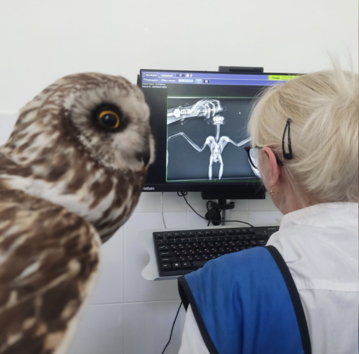 Рентген в приюте.
Фото: телеграм-канал центра реабилитации диких животных «Пин и Пуф»