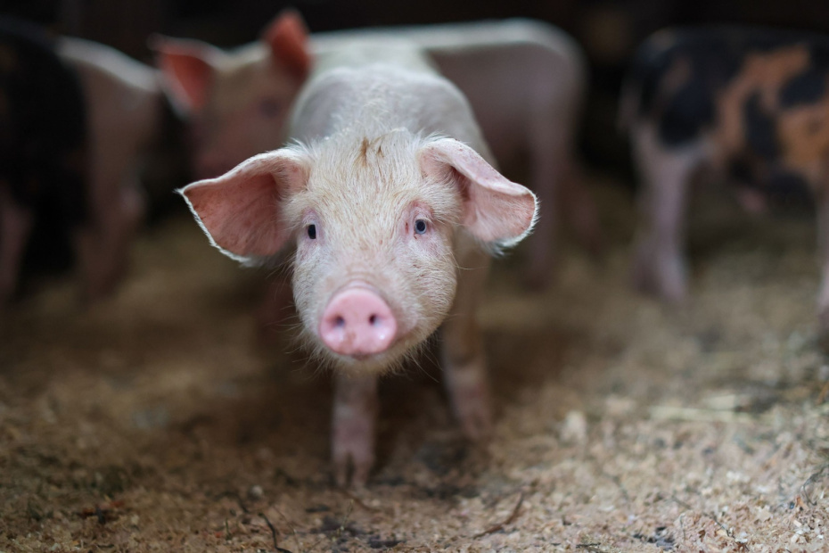    Алексей Белкин/NEWS.ru