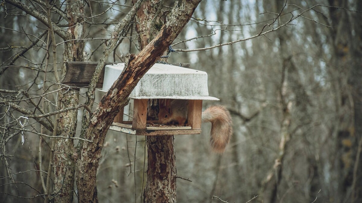    Март в лесу — голодный месяц, белки и птицы ждут от людей помощи   1MI