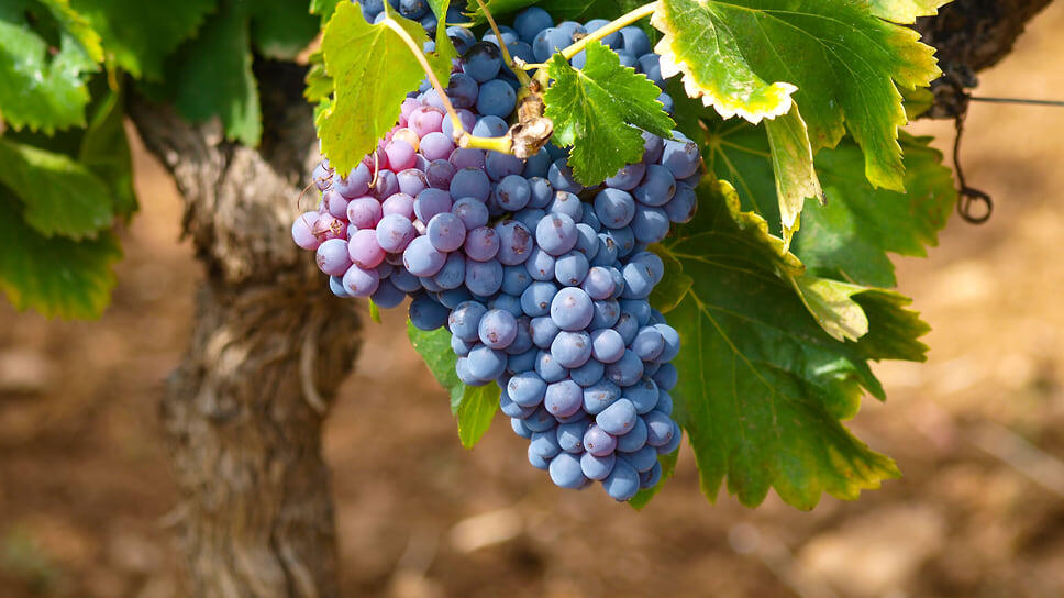 Фото: pxhere.com