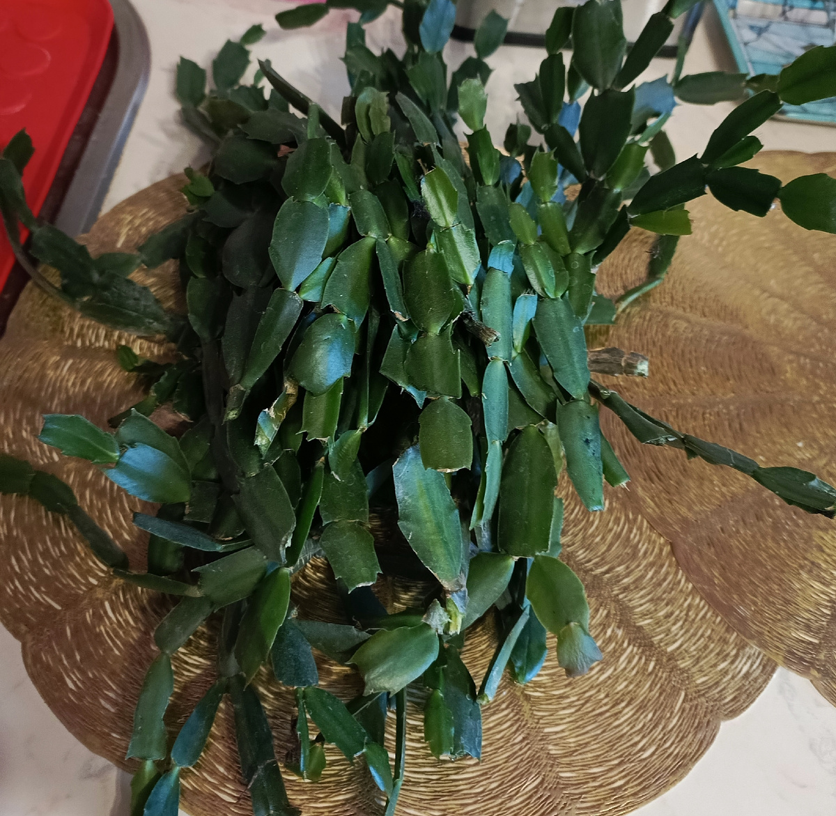 Фото пвтора