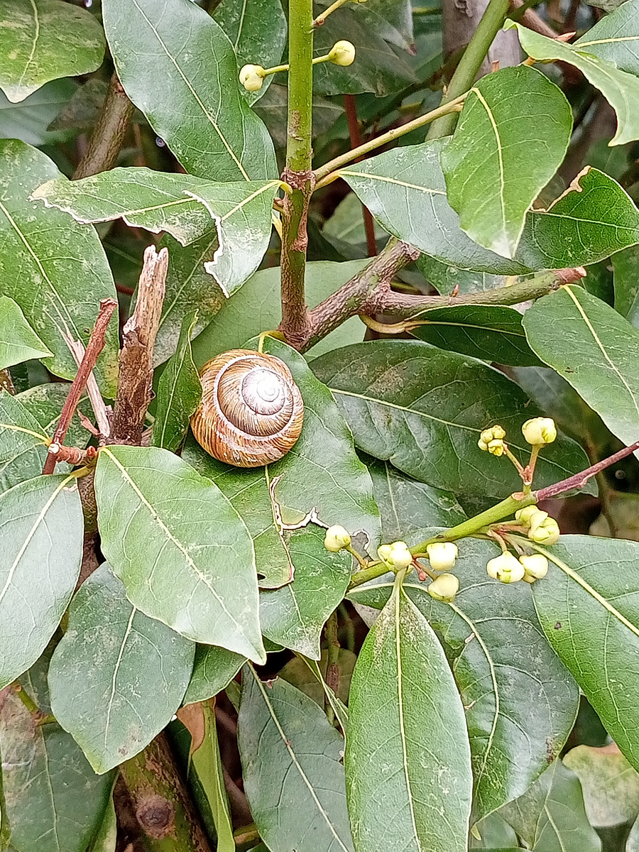Виноградная улитка на лавре благородном