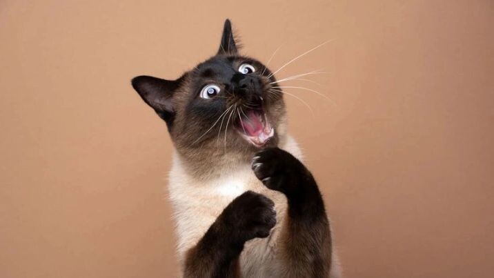    Коты могут выражать эмоции и через мимику. Фото: Nils Jacobi/Shutterstock/Fotodom