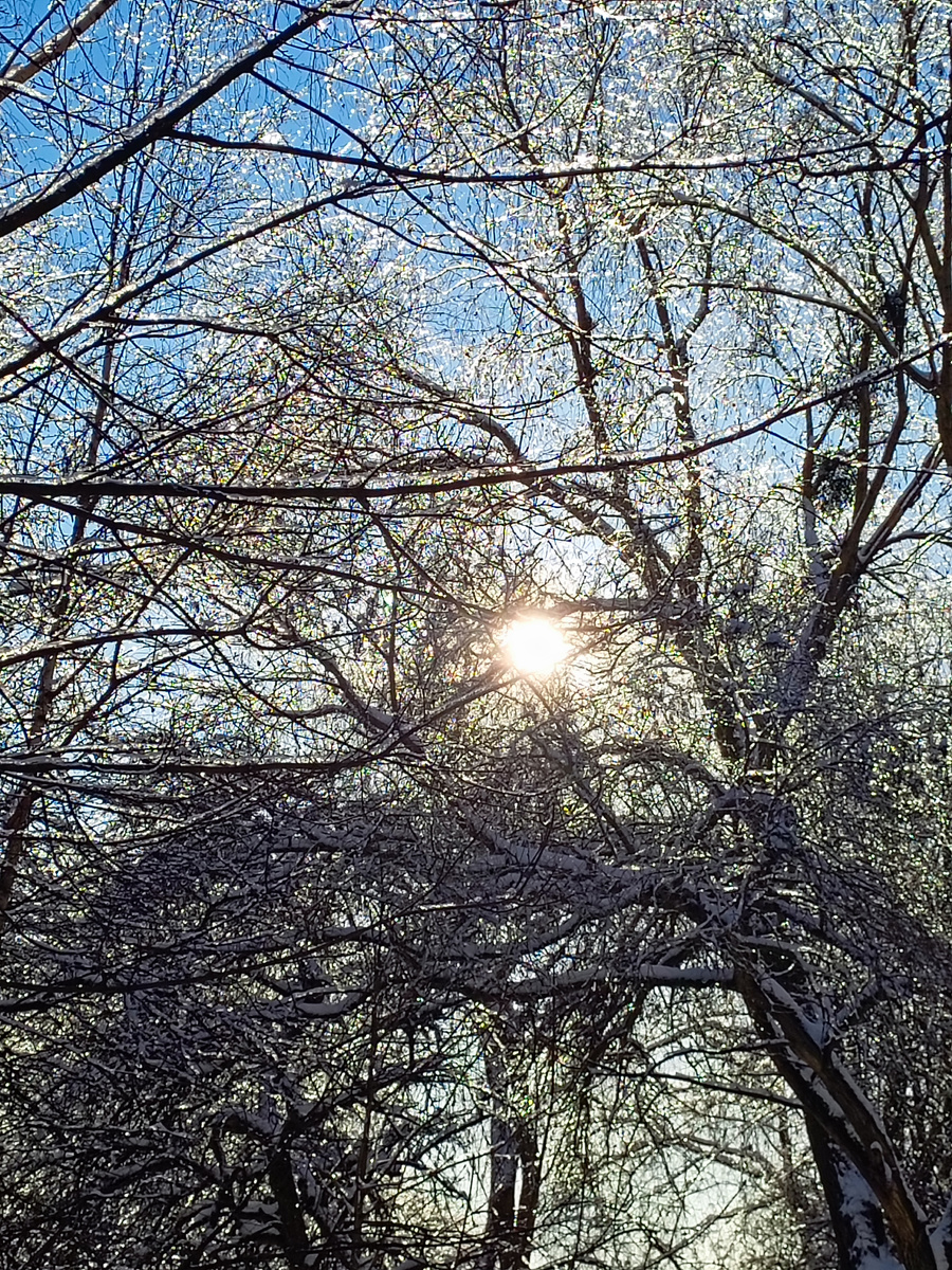 Лёд на ветках .