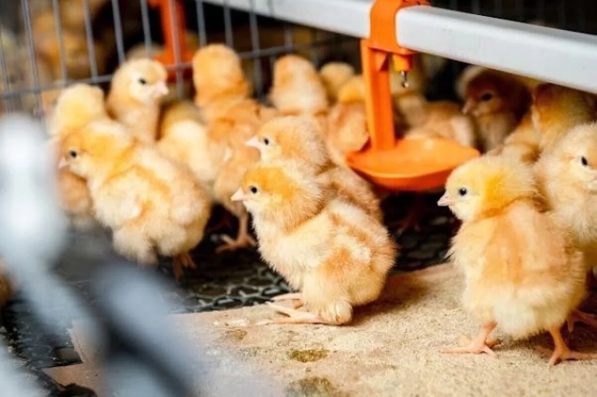   В регион доставили 65 тысяч цыплят