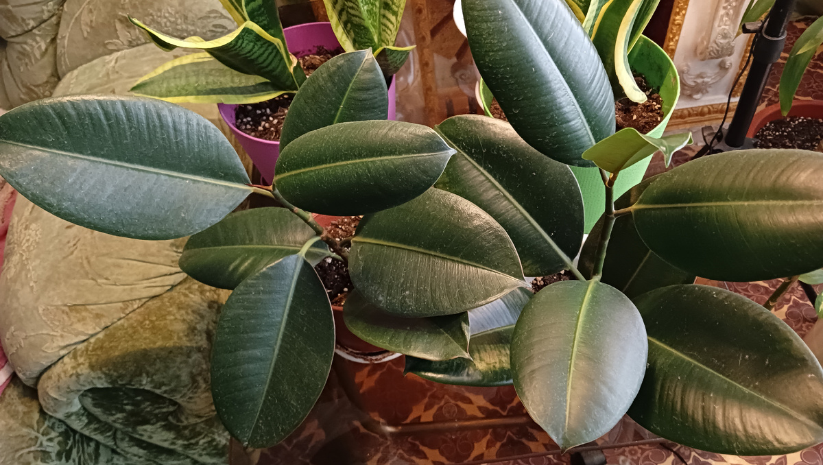 Фикус Милана