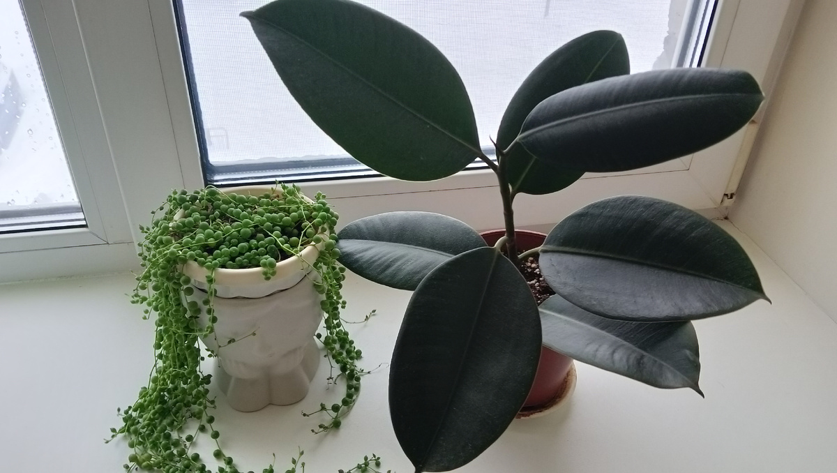 Укоренённый черенок Фикуса