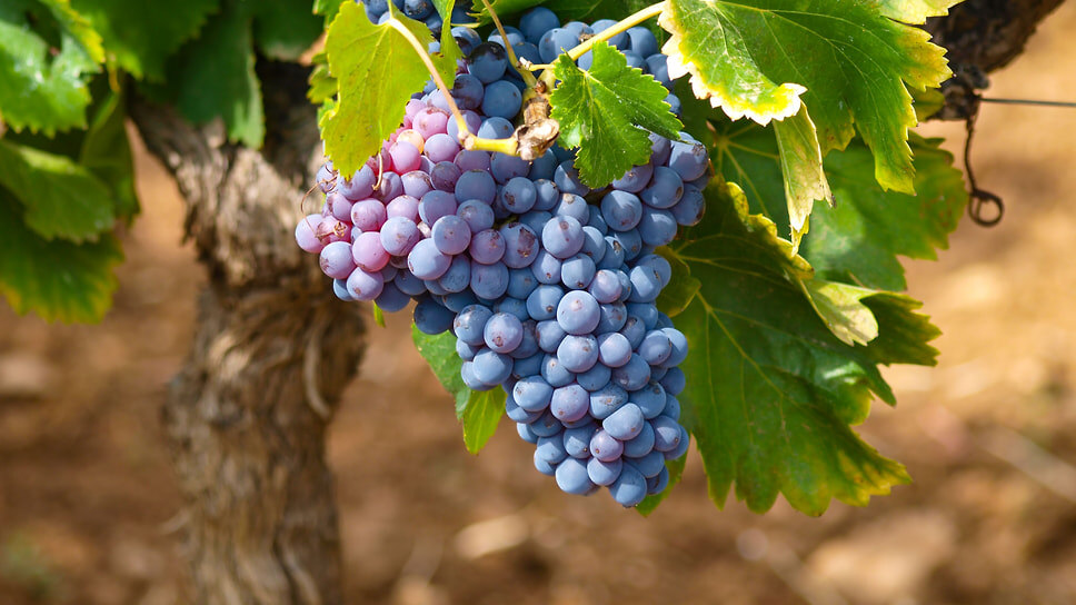 Фото: pxhere.com