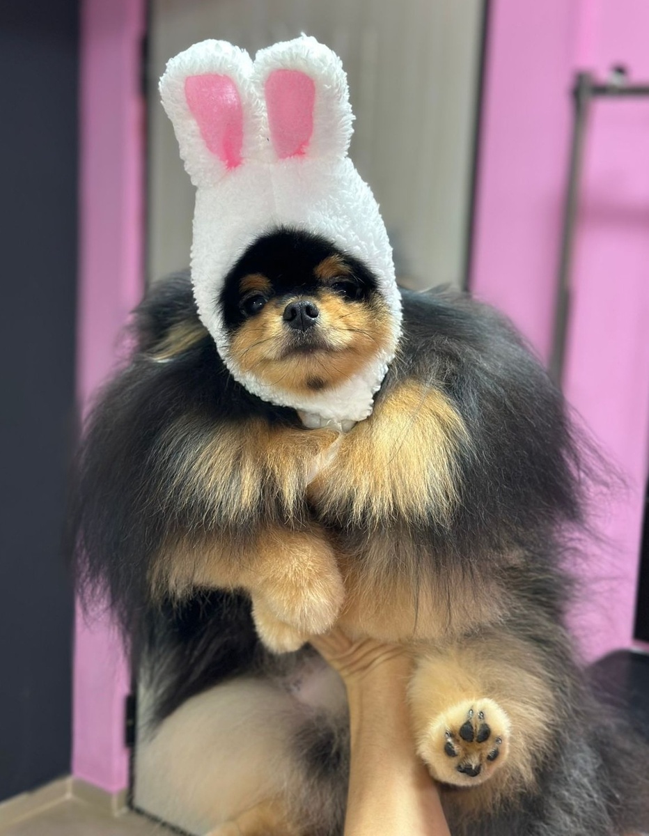 Шпиц Миша выбирает карнавальный костюм на Новый год / фото из личного архива