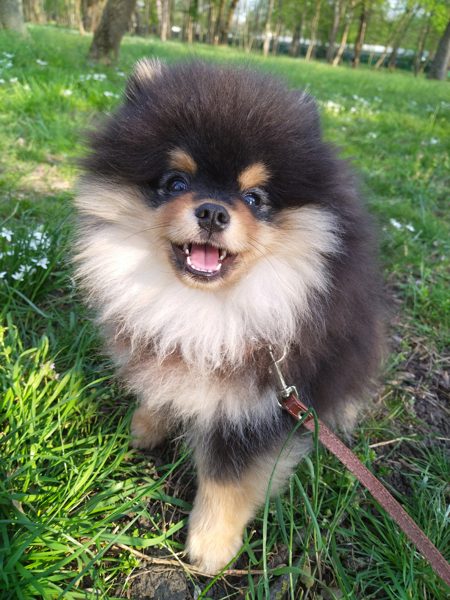 Померанский шпиц в Чистяковской роще (г. Краснодар) / фото из личного архива