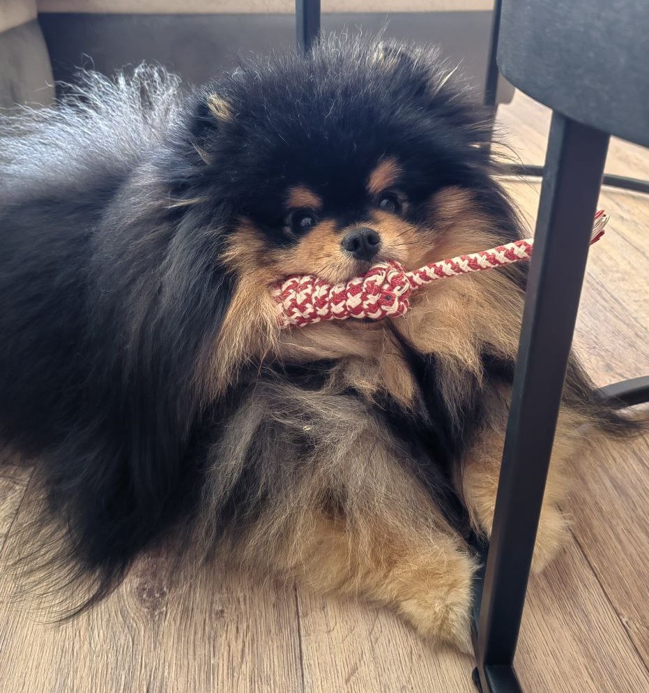 Померанский шпиц Миша грызет игрушку / фото из личного архива