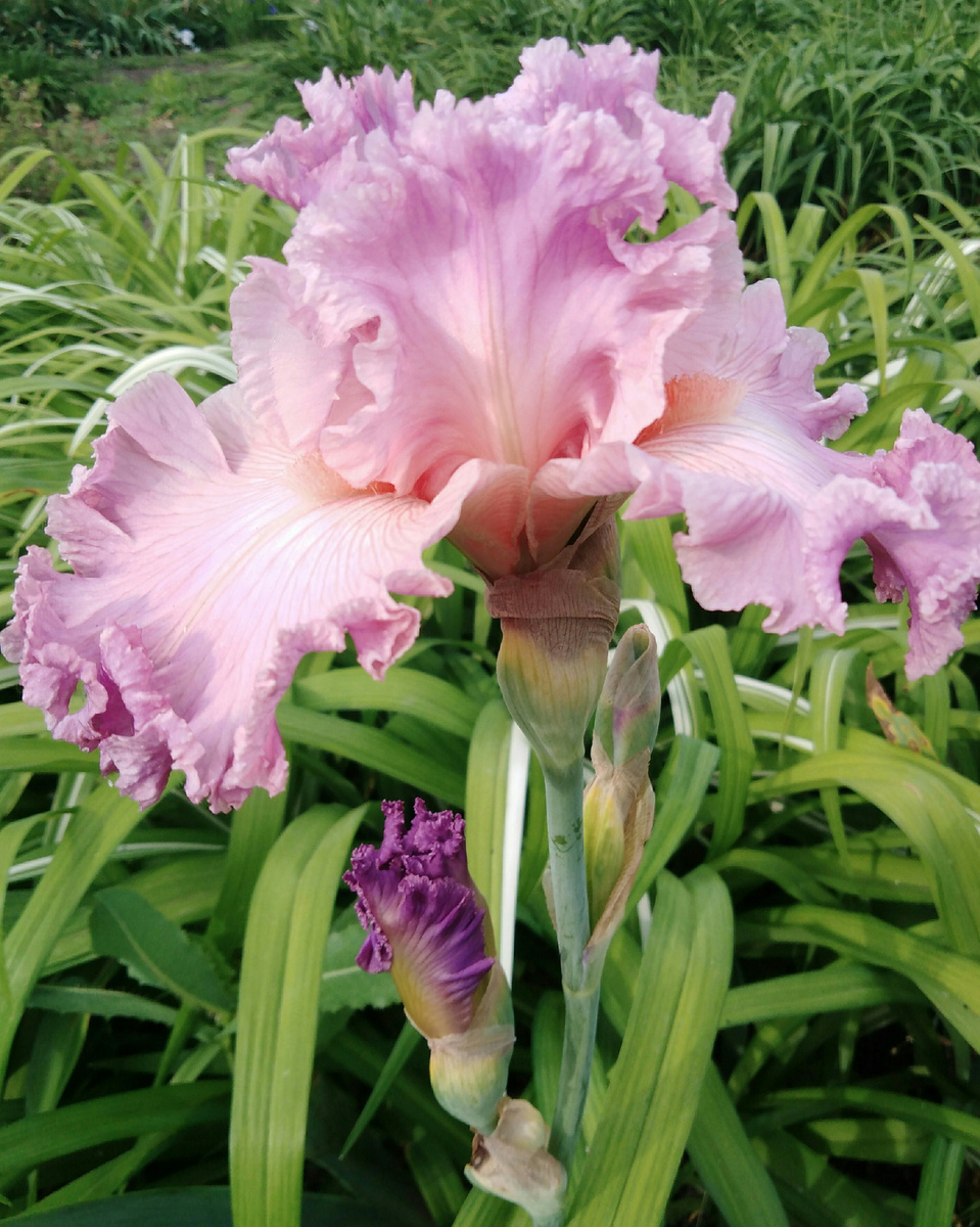 Личное фото из собственного питомника. 