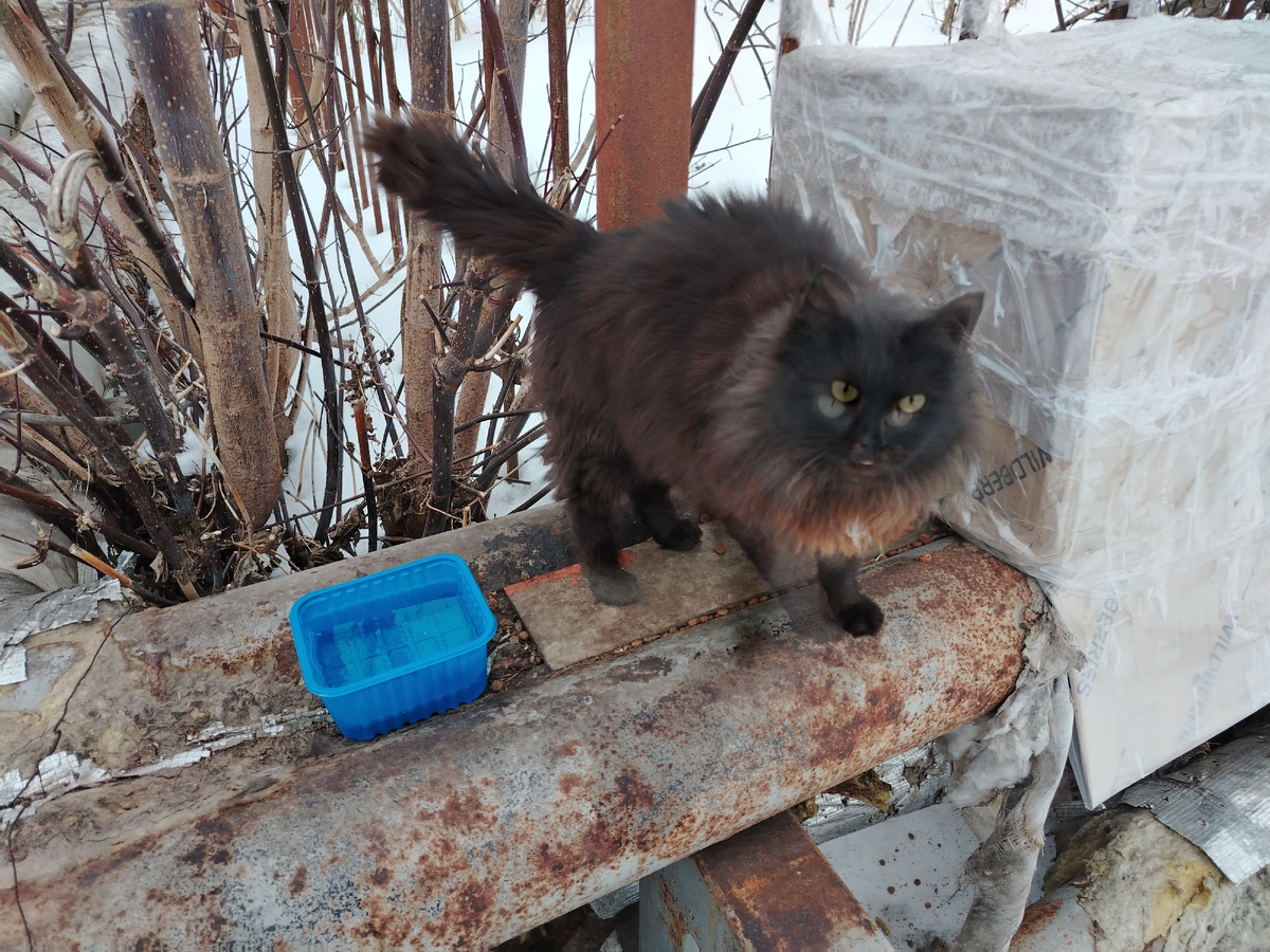 Вот эта несчастная бездомная малышка, пртерявшая друга. 