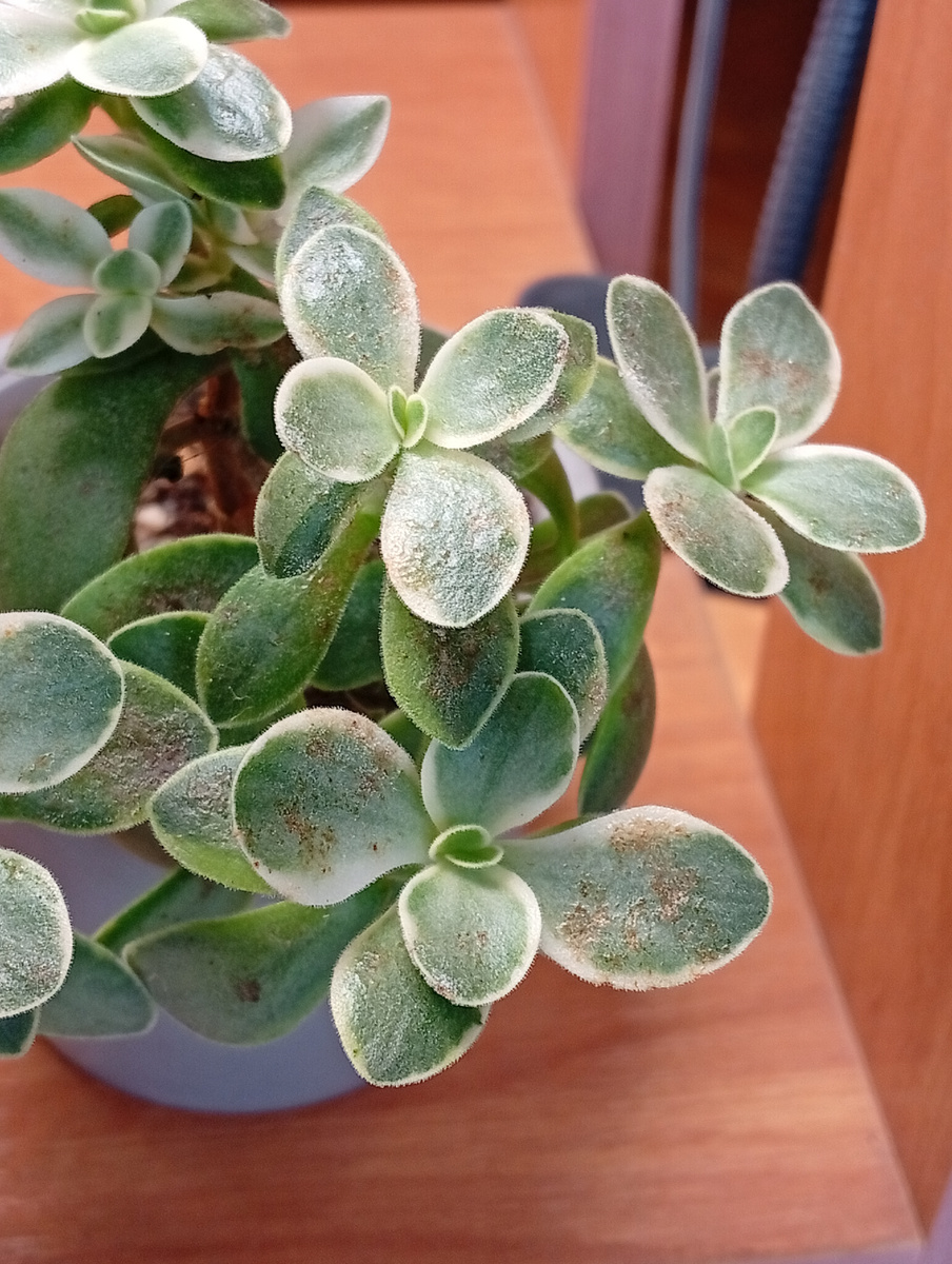 Ожоги на листиках крассулы