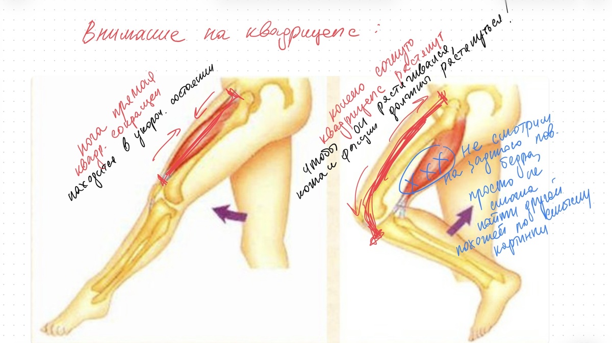 Кожа на бедре и под коленом должна иметь место на запас растяжения! (Смотрим на квадрицепс, на бицепс бедра не смотрим, просто не нушла более подходящей иллюстрации с согнутой/разогнутой ноге)