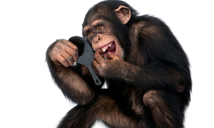    Животные смеются, плачут, любят и видят сны