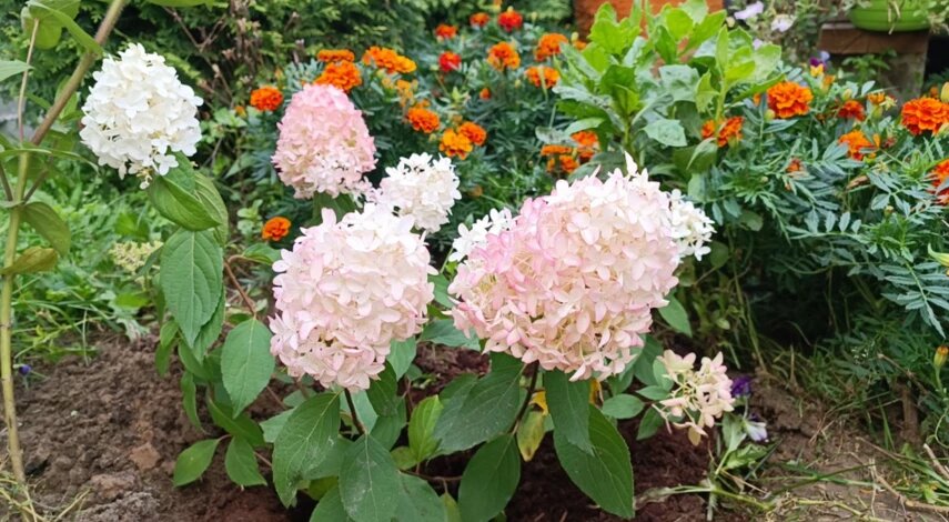 Посадка метельчатой гортензии в грунт: сроки, место, правила