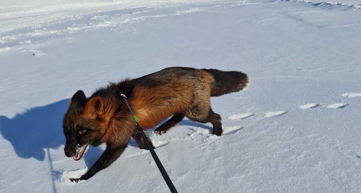    Жесть Ярославль ВК