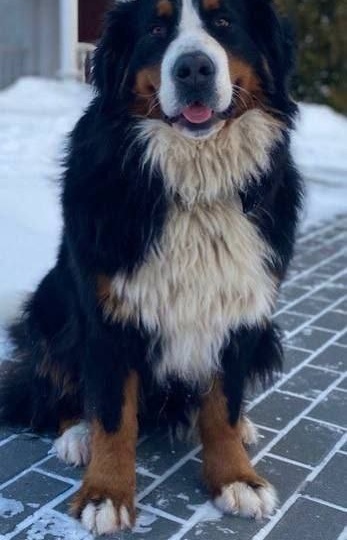 "Не по канонам!" - как добрые люди собаку дома лишили и чуть не отняли жизнь