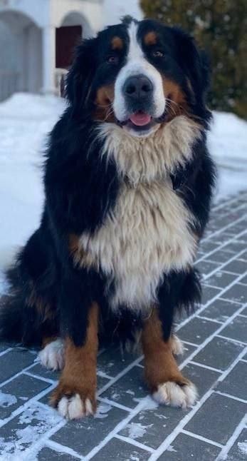 Фото той самой собаки при монастыре