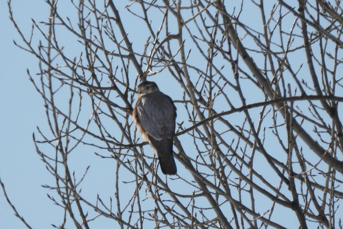    Редкая хищная птица дербник попала на фото в Воронежской области