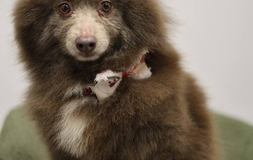 Девочки - шпицули🐶 ищут новый дом и добрые ручки! Москва и МО