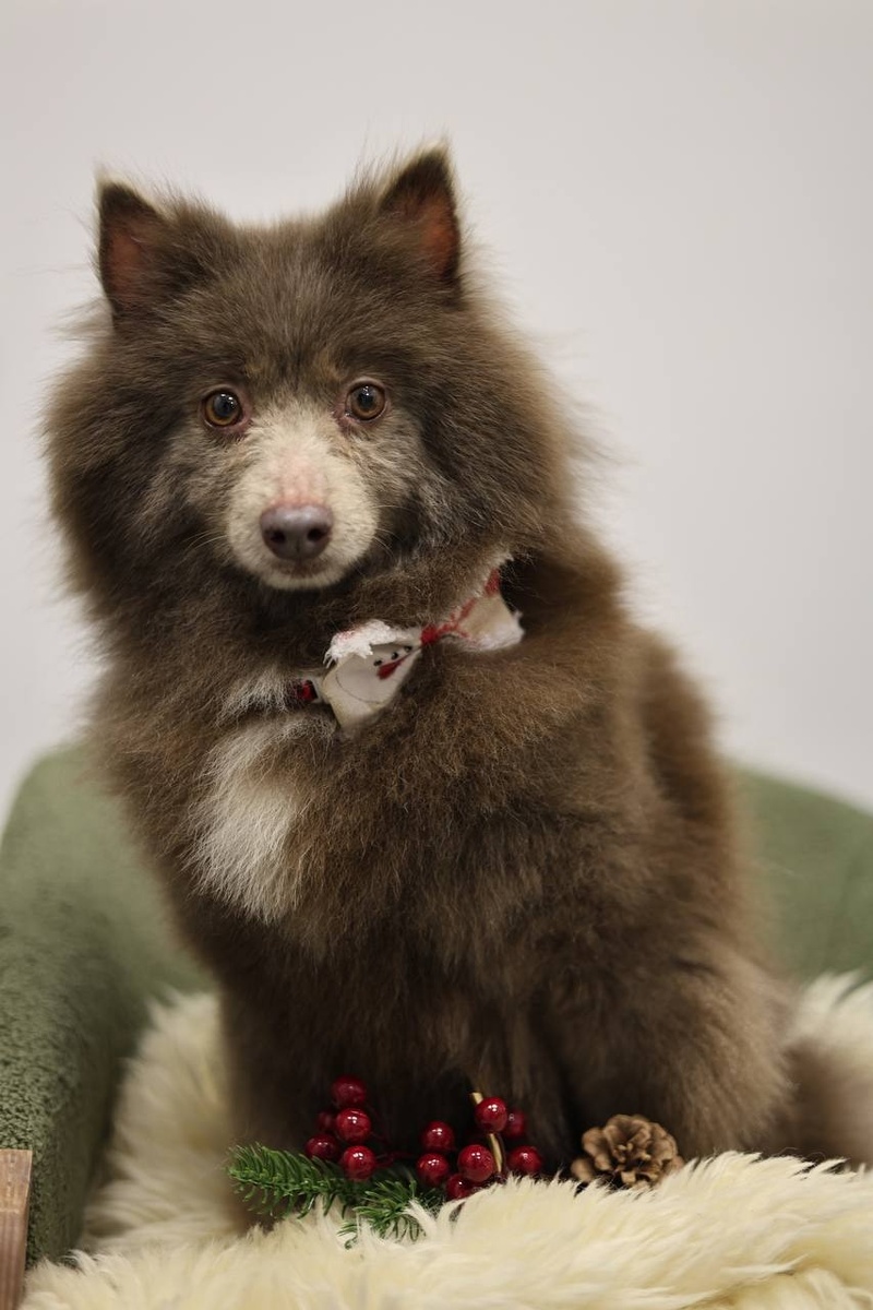 Лиса  -------------> можно листать