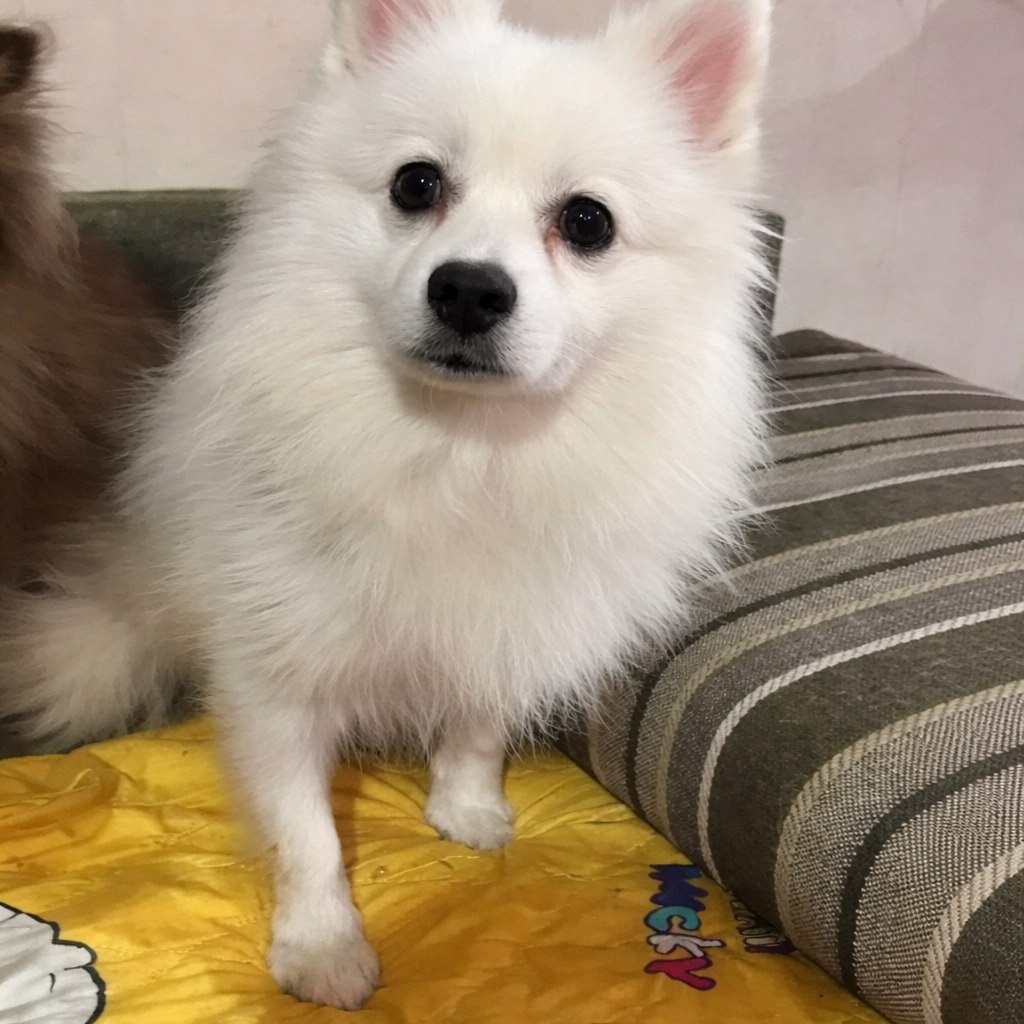 Песец ----------->можно листать