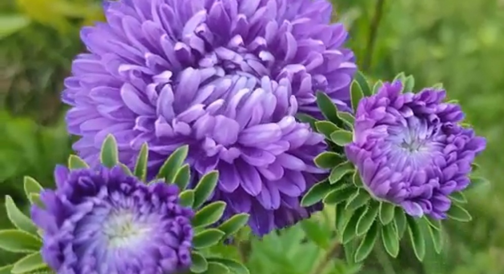 Астры надо сеять вот так, и будет нам счастье)и всё взойдут