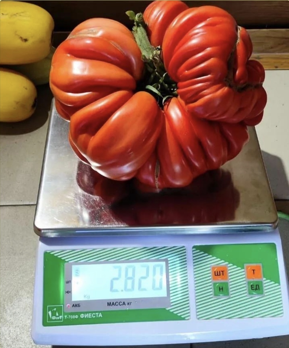 Ссылка на фото Бифштекс Альби ( Рекордсмен России) https://share.google/RqfkHRsDmxlC8rWFJ