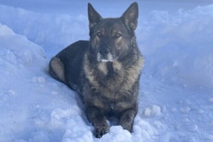 8-летняя Индира из Мурашей ищет новую семью после окончания службы в полиции