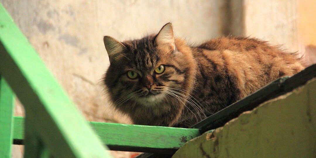 Начало астраханской весны ознаменуется Днём кошек