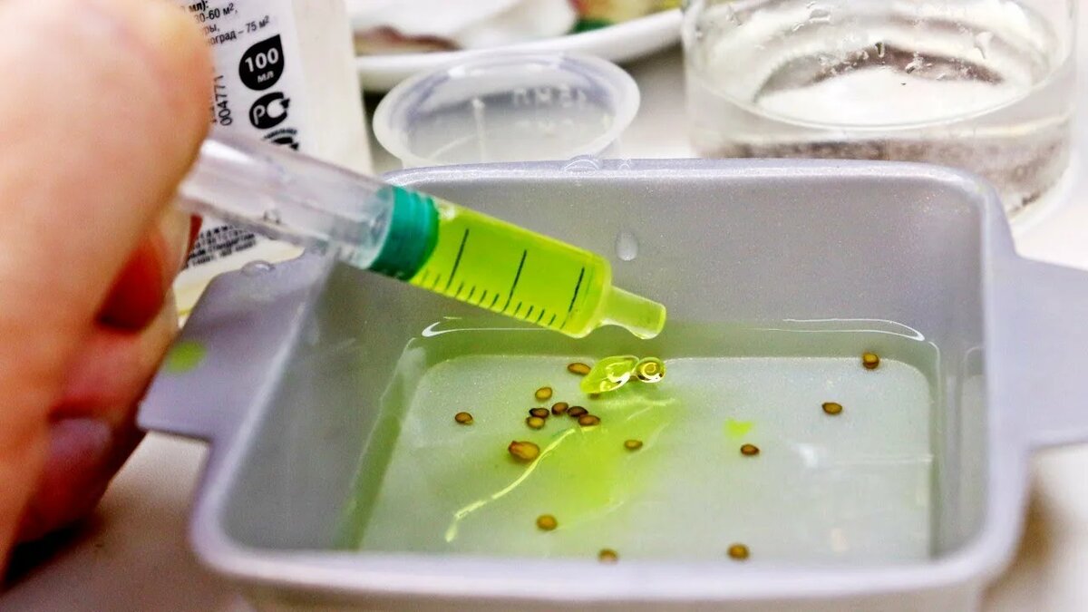 Нужно ли замачивать семена томатов перед посадкой: 5 способов ускорить всходы на 3-5 дней