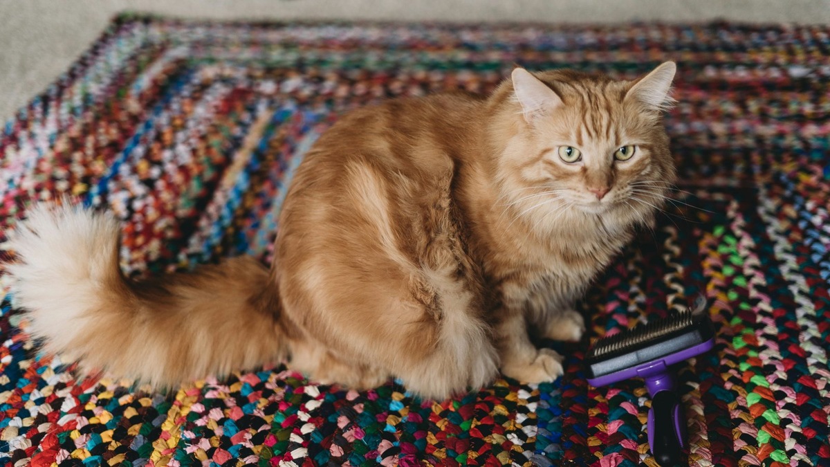    Весенняя линька — естественный, но требующий внимания процесс для владельцев пушистых питомцев