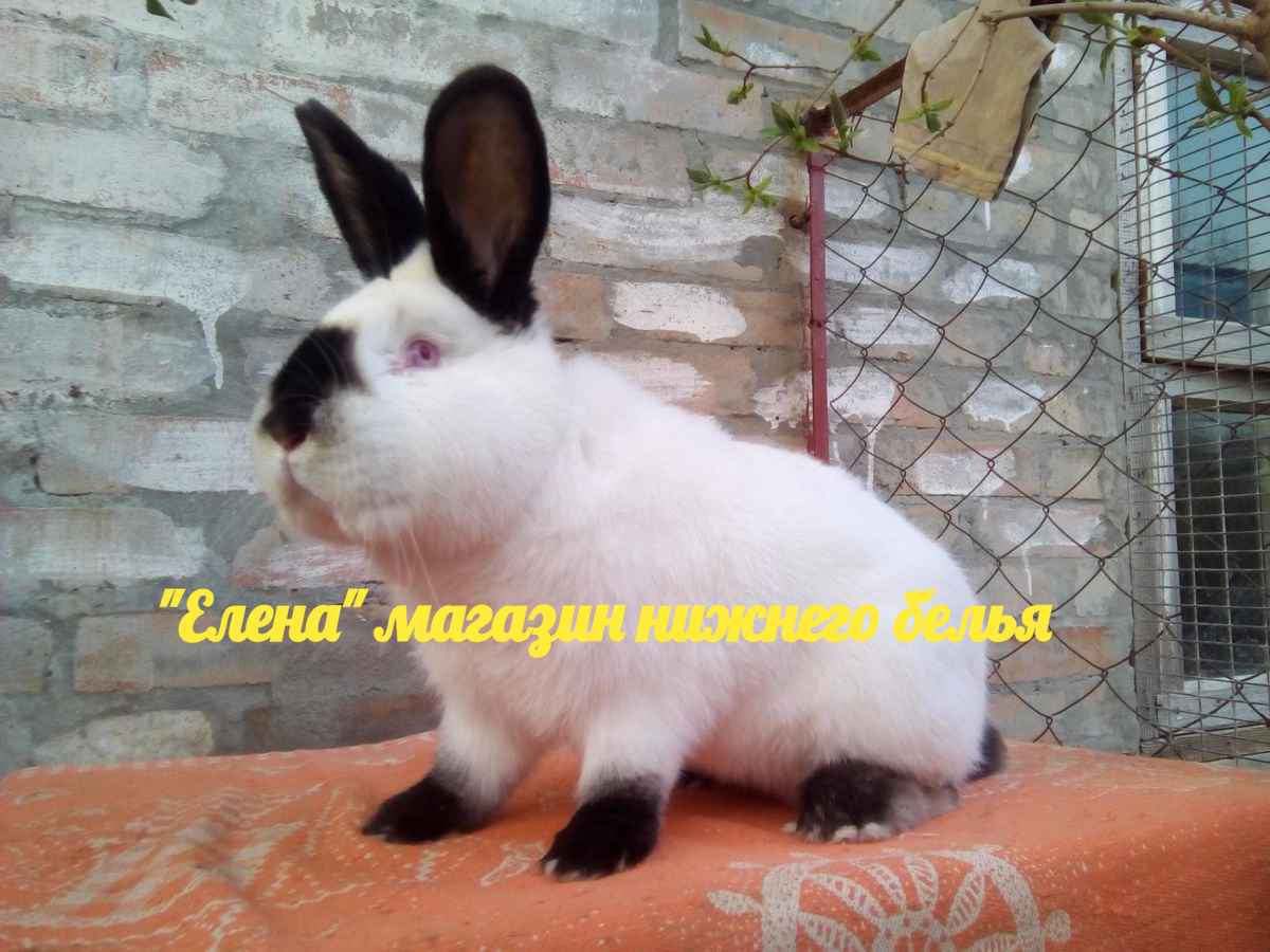 Фото автора Мой красавчик 