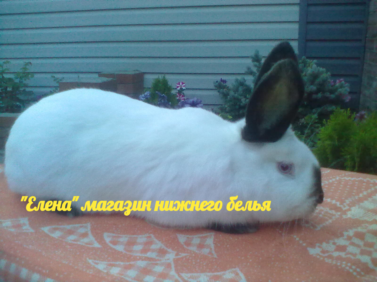 Фото автора Мой красавчик 