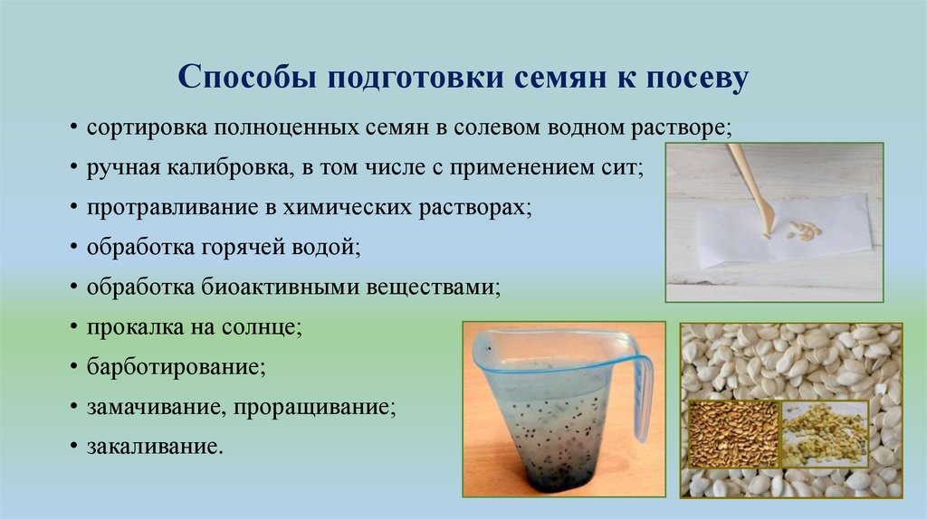 Подготовка семян томатов к посеву на рассаду: пошаговая инструкция от сортировки до проращивания