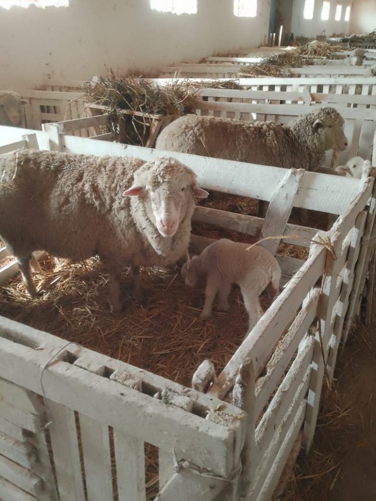    Фото: администрация Ипатовского округа Светлана Уварова