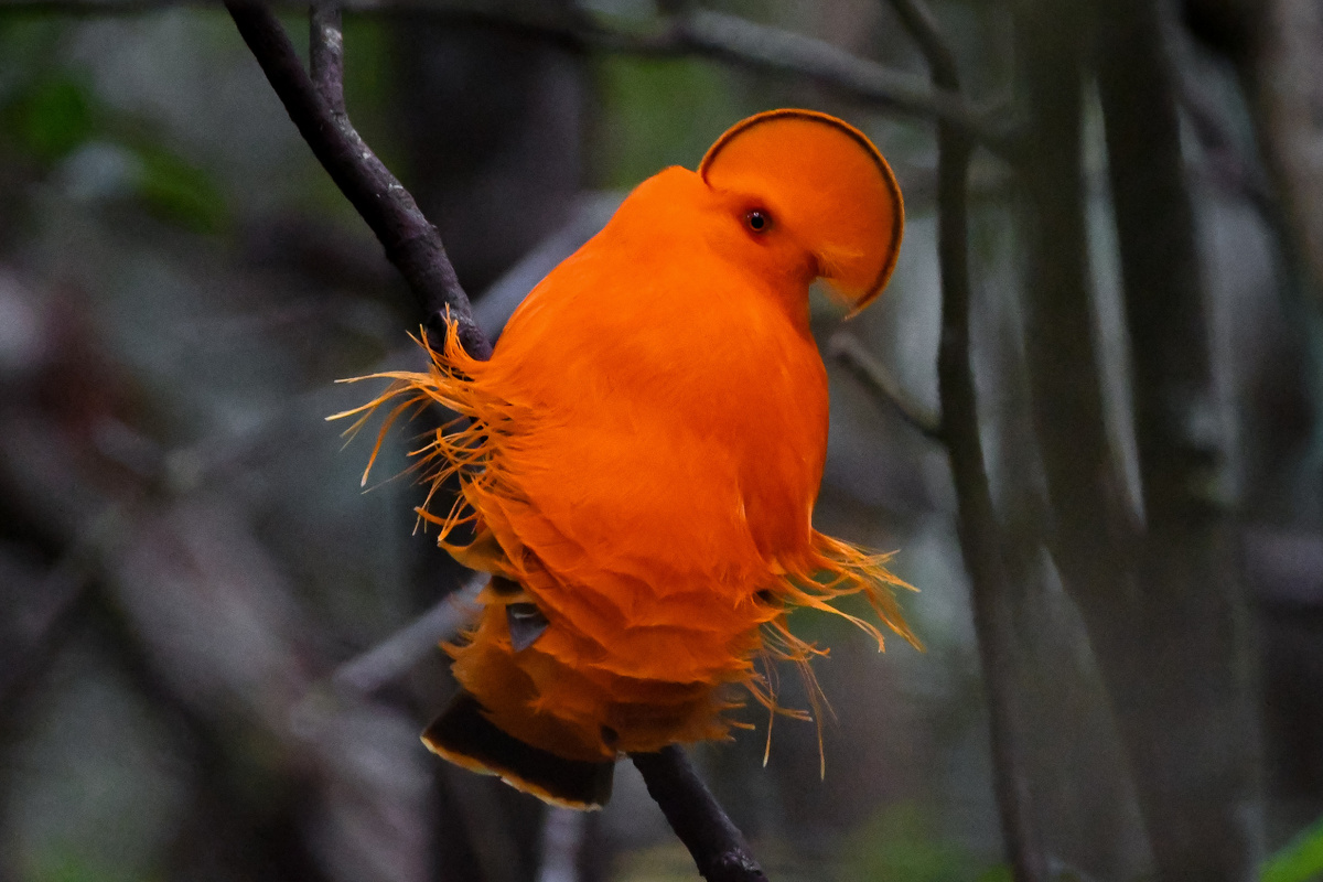 Галлюцинации...наверное солнце напекло...