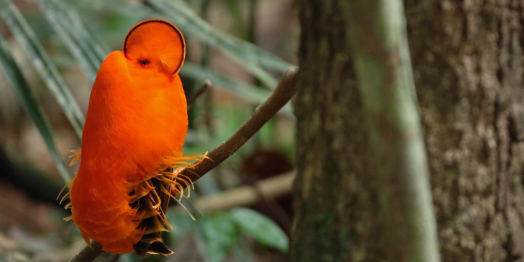 Гвианский петушок: Есть птица, у которой нет лица. Вместо него — оранжевый диск