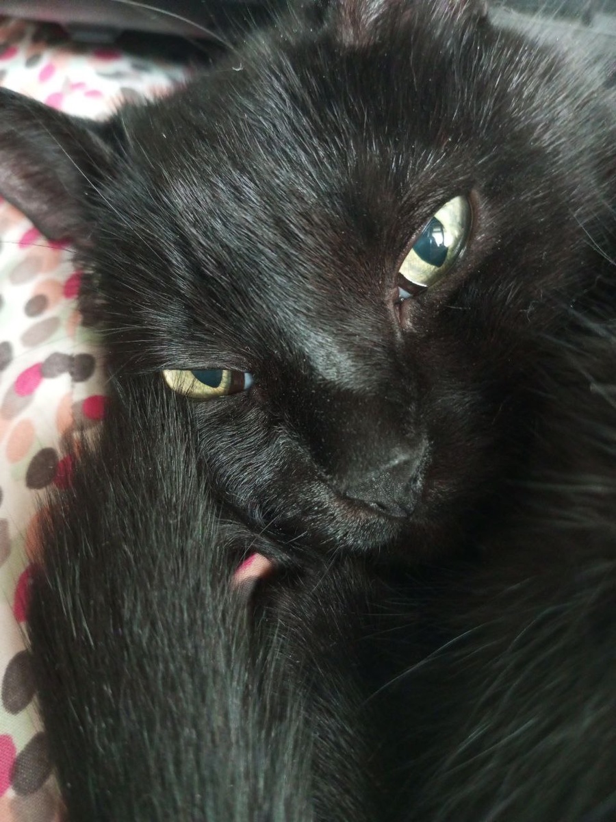 Любимый Кузькин