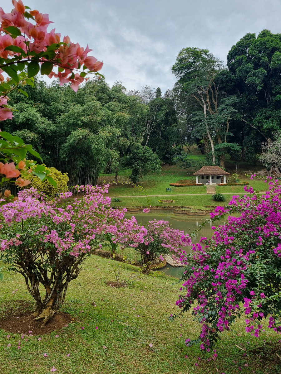 Королевский ботанический сад. Фото автора статьи.