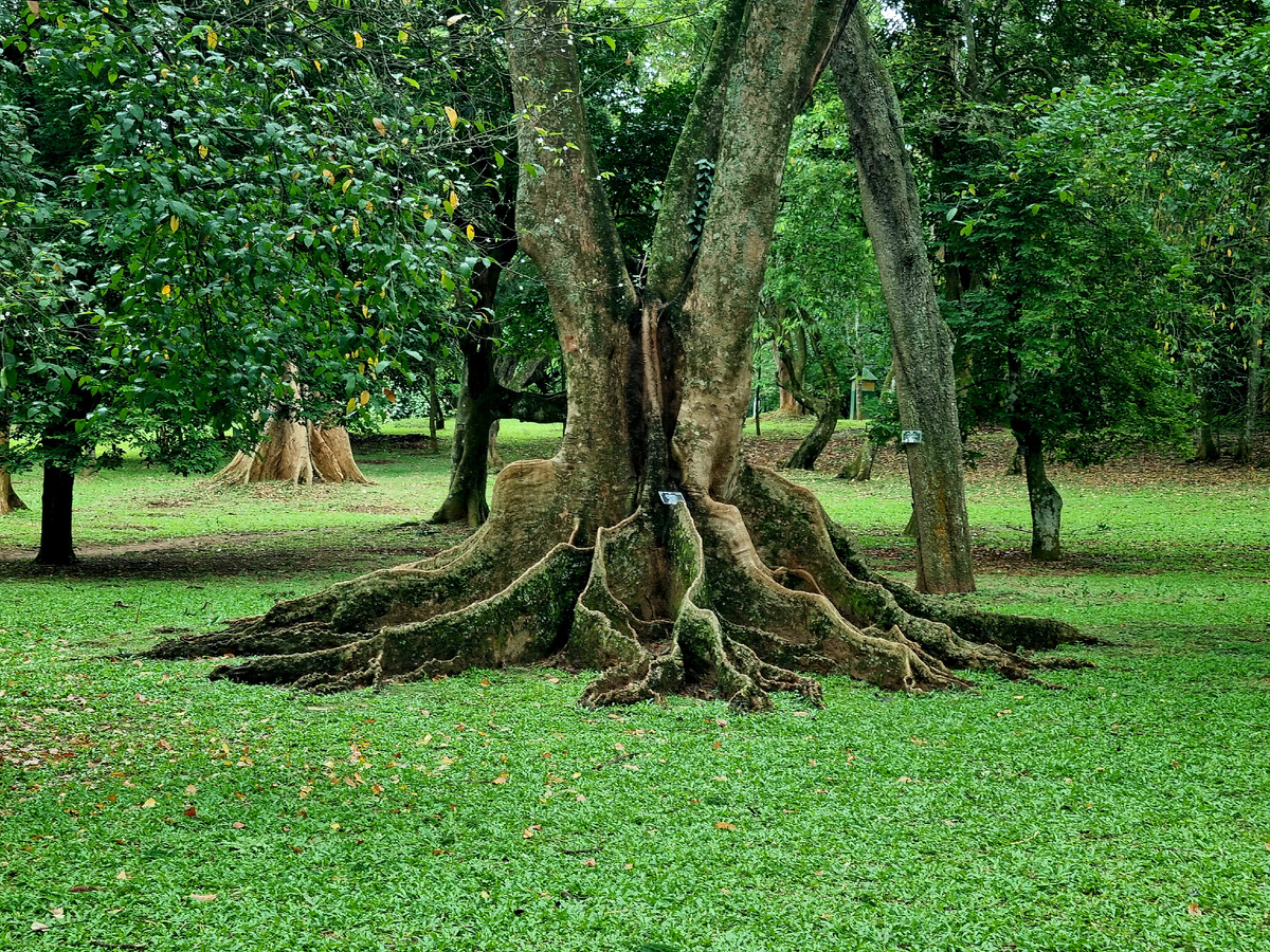 Королевский ботанический сад. Фото автора стоатьи. Фото автора статьи.