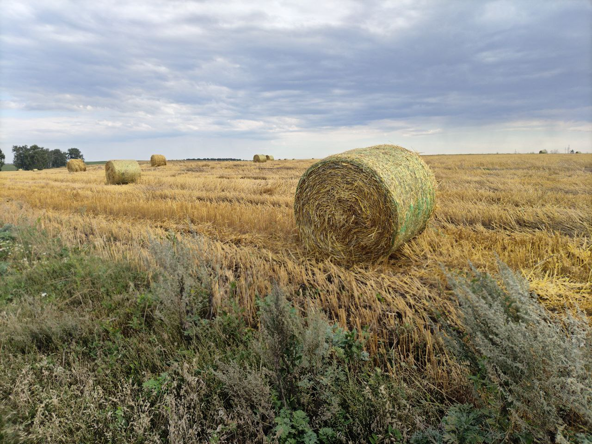 Фото автора.