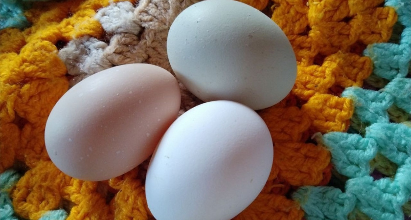    Фото Анастасии Дмитриевой