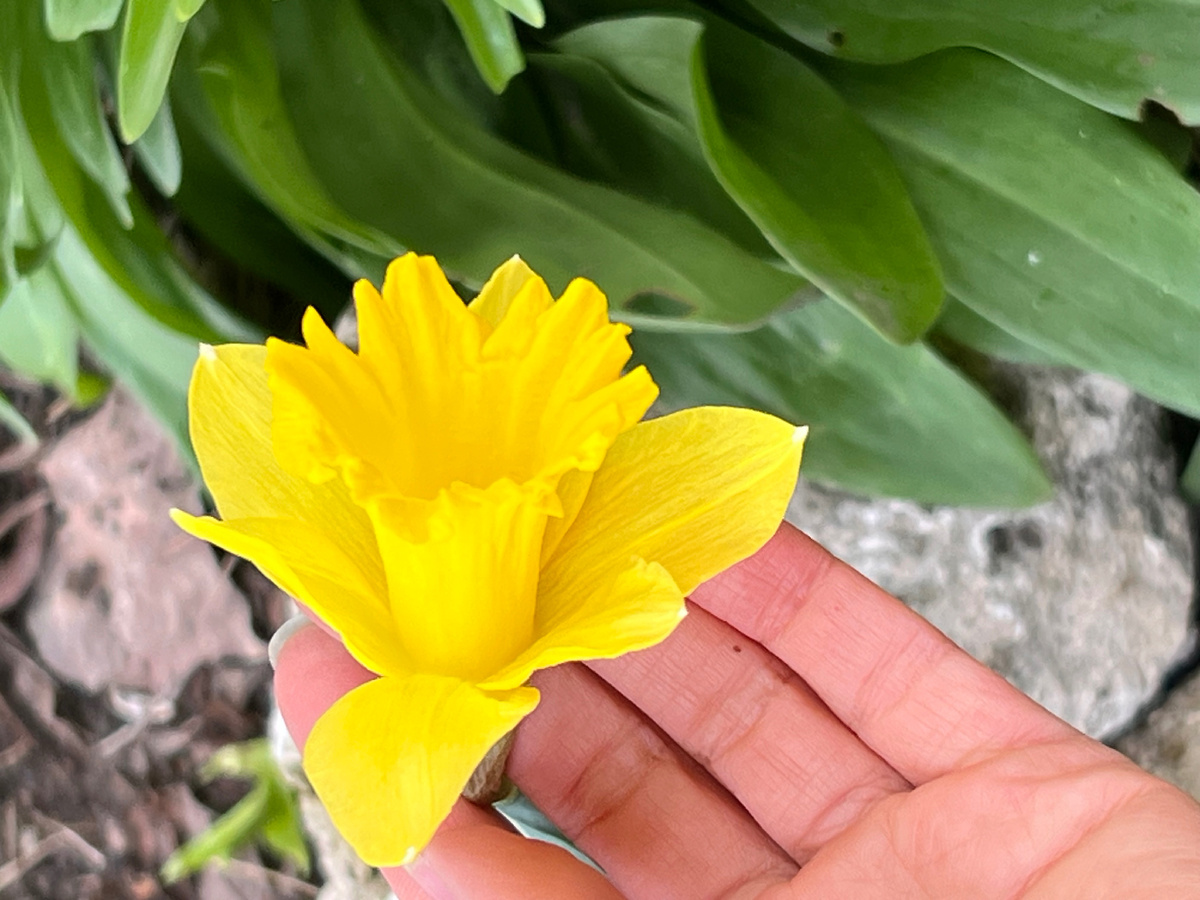 Первые нарциссы в Анапе в конце февраля 