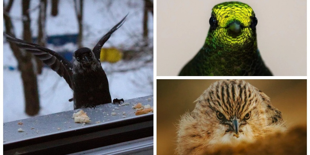 30 случайных снимков птиц, которые украдут ваши сердца