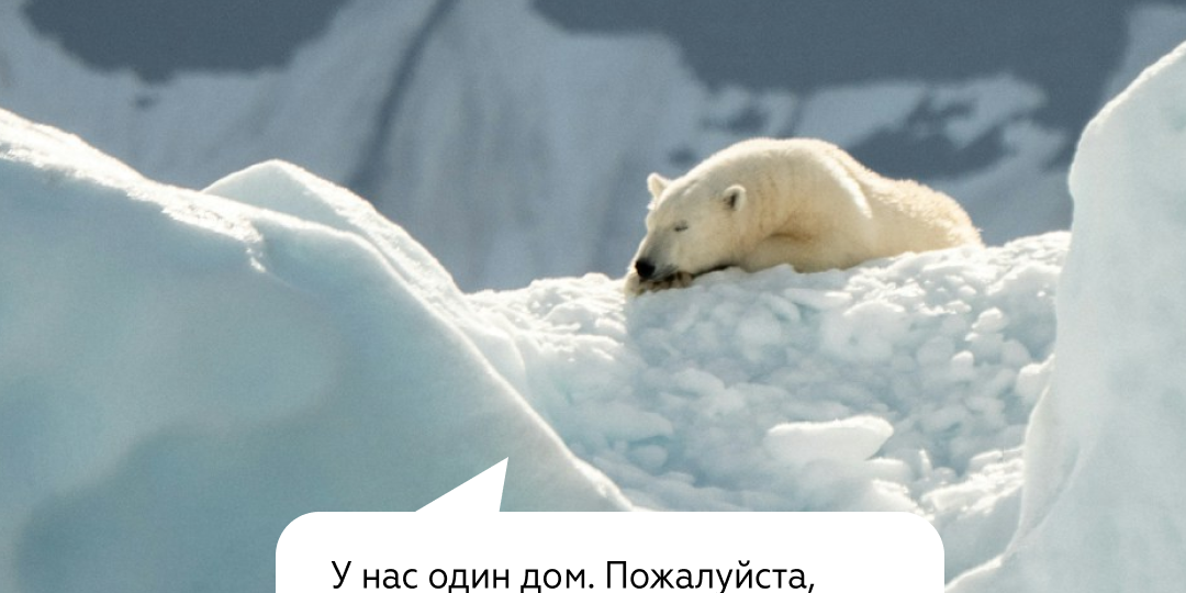 ‍❄️ 27 февраля во всём мире отмечался День полярного медведя