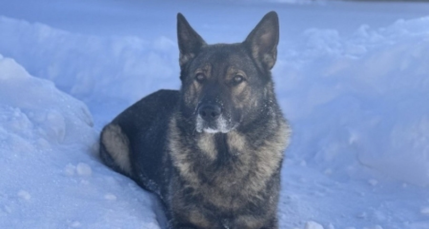    Полиция Кировской области