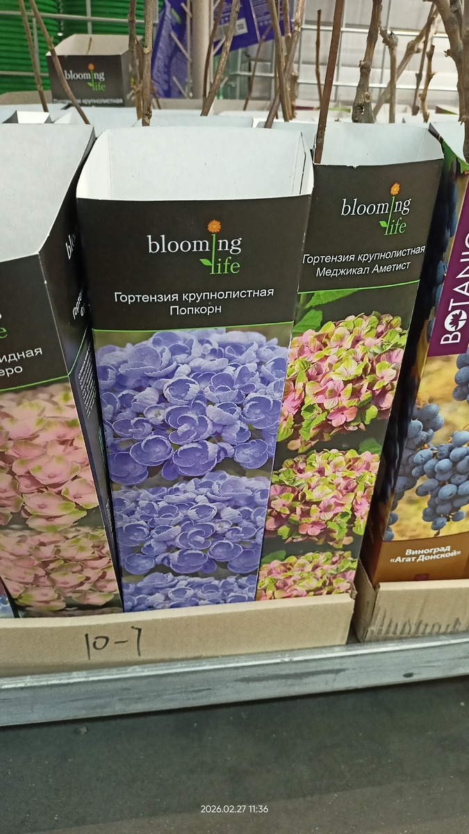 Крупнолистные гортензии. Фото автора